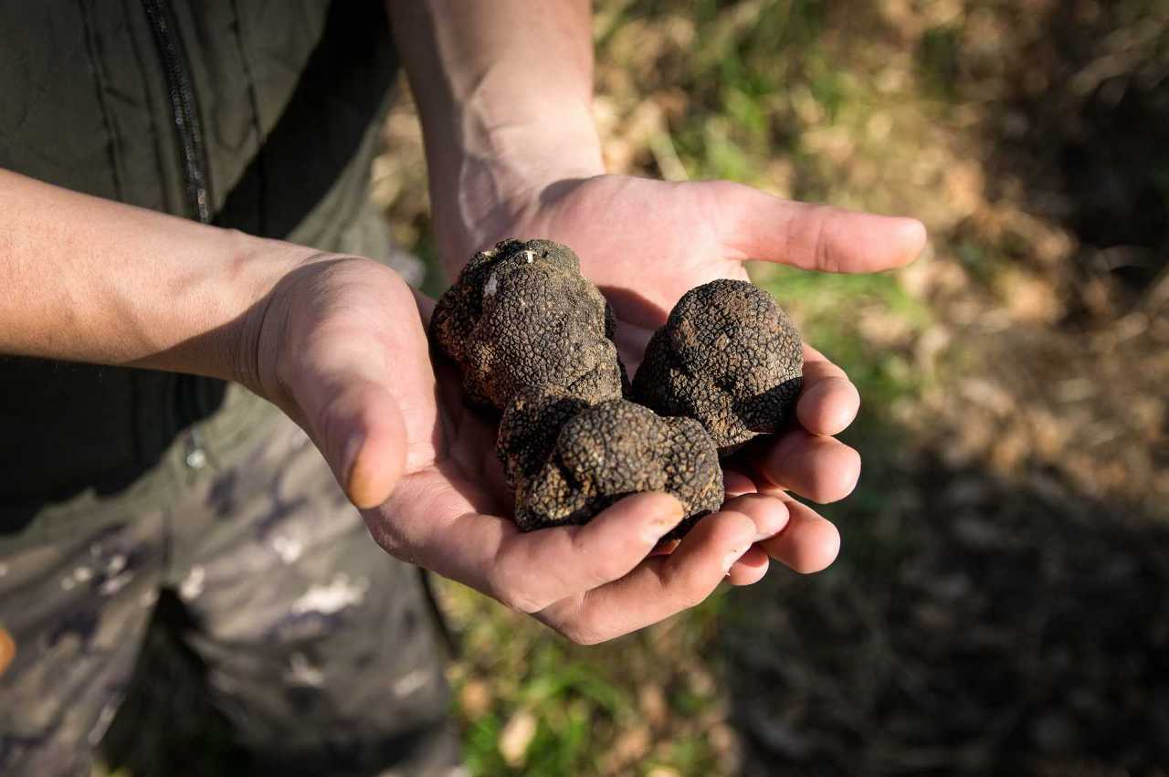 truffels