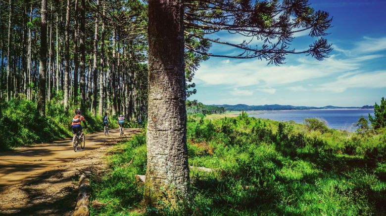 Ciclismo en el bosque