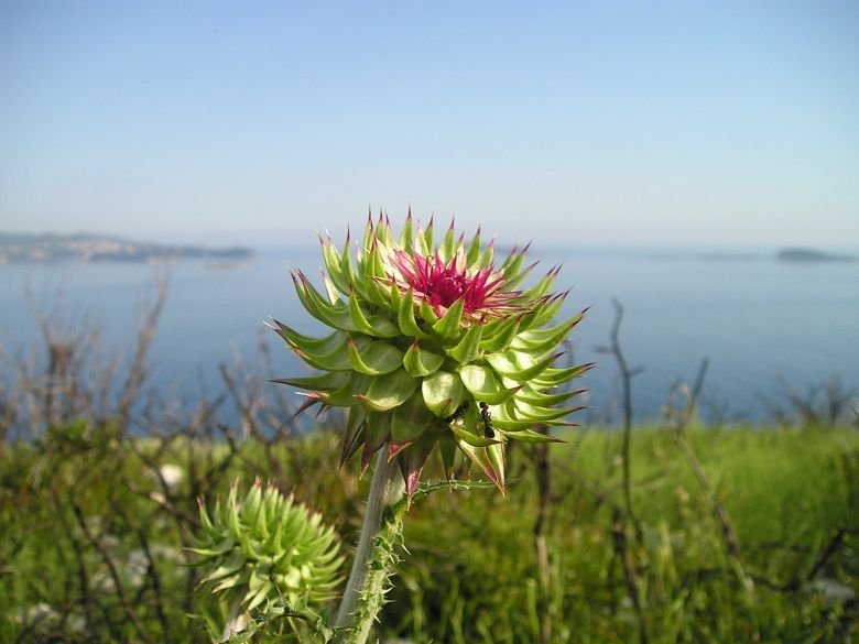 Kroatien-blomma
