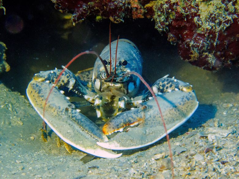 Croatia_diving_lobster