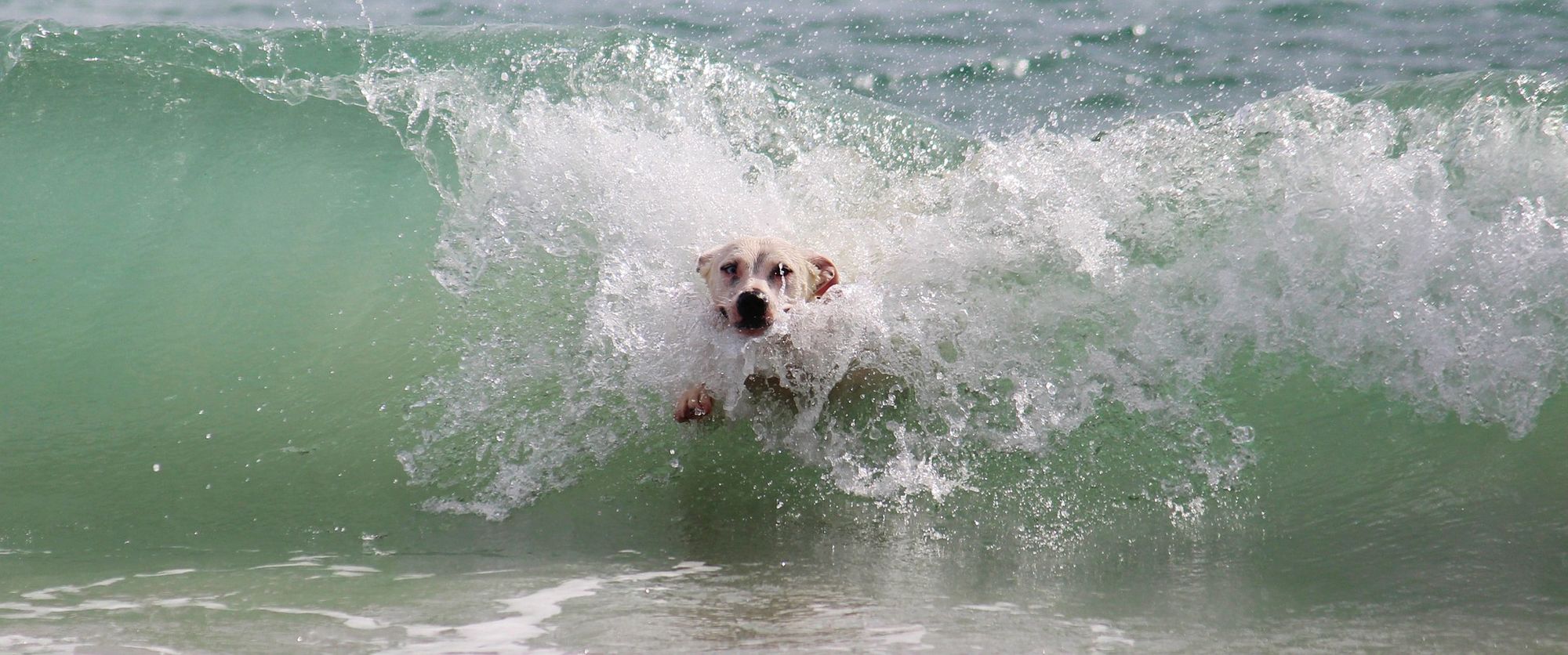 Hund schwimmt in Istrien Novigrad