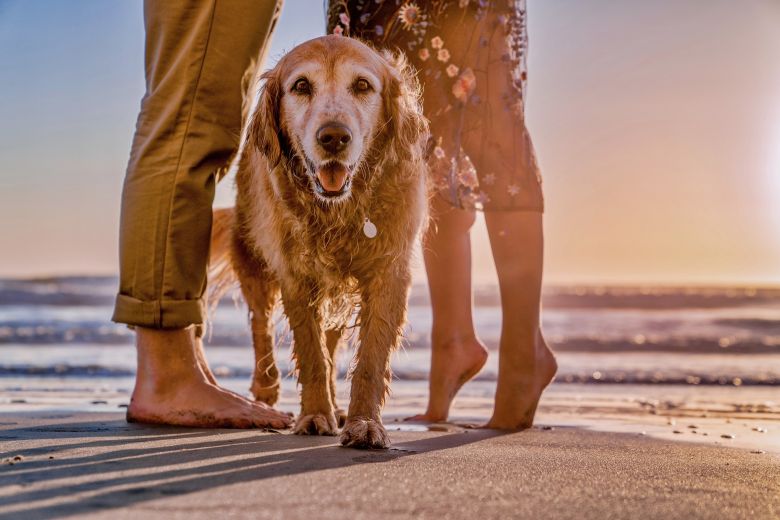 Hund på stranden