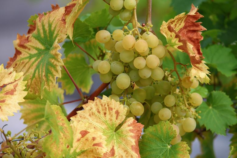 White grapes