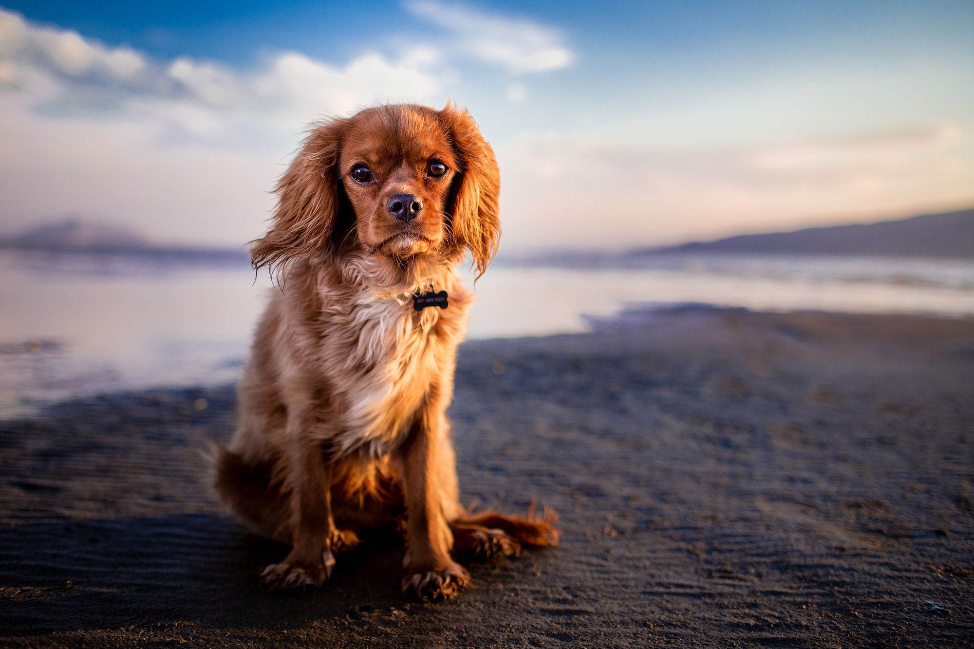 Perro en la playa en Porec Istria