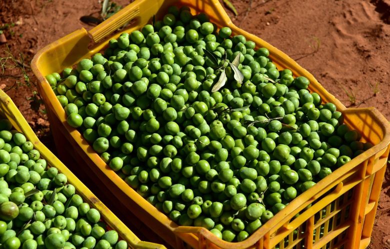 Oliven høstes