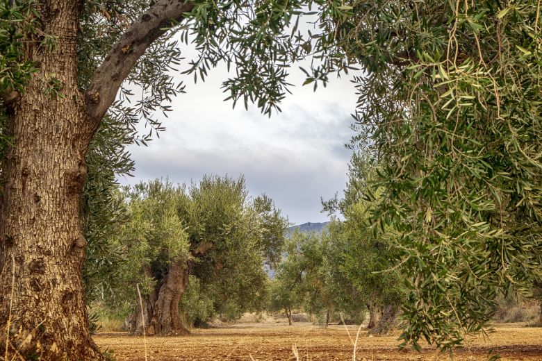 Olive trees