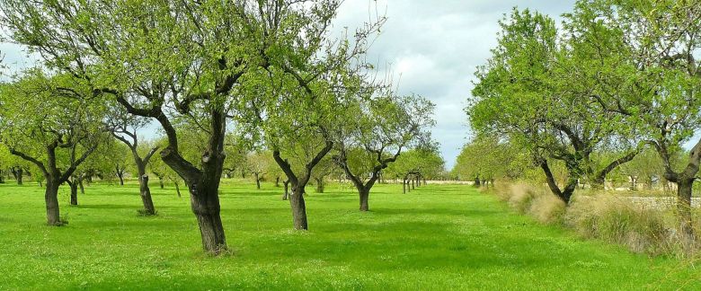 olive trees croatia