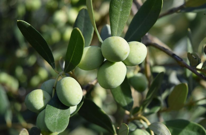Olivový