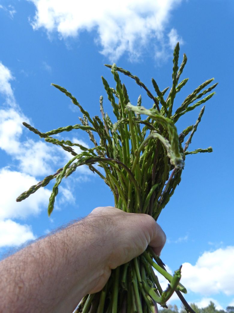 asparagus hunt